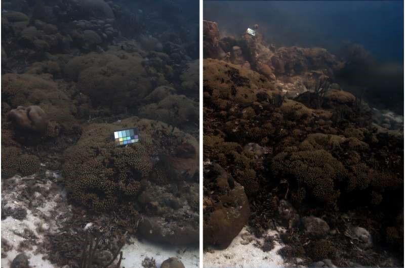 SeaSplat breaks through ocean haze to reveal vibrant underwater worlds in stunning 3D detail