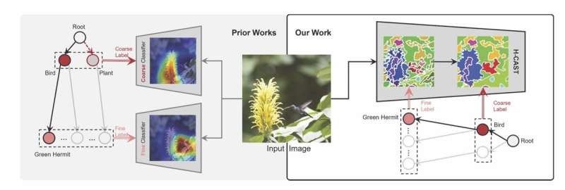 New AI Model H-CAST Enhances Image Classification with Hierarchical Understanding
